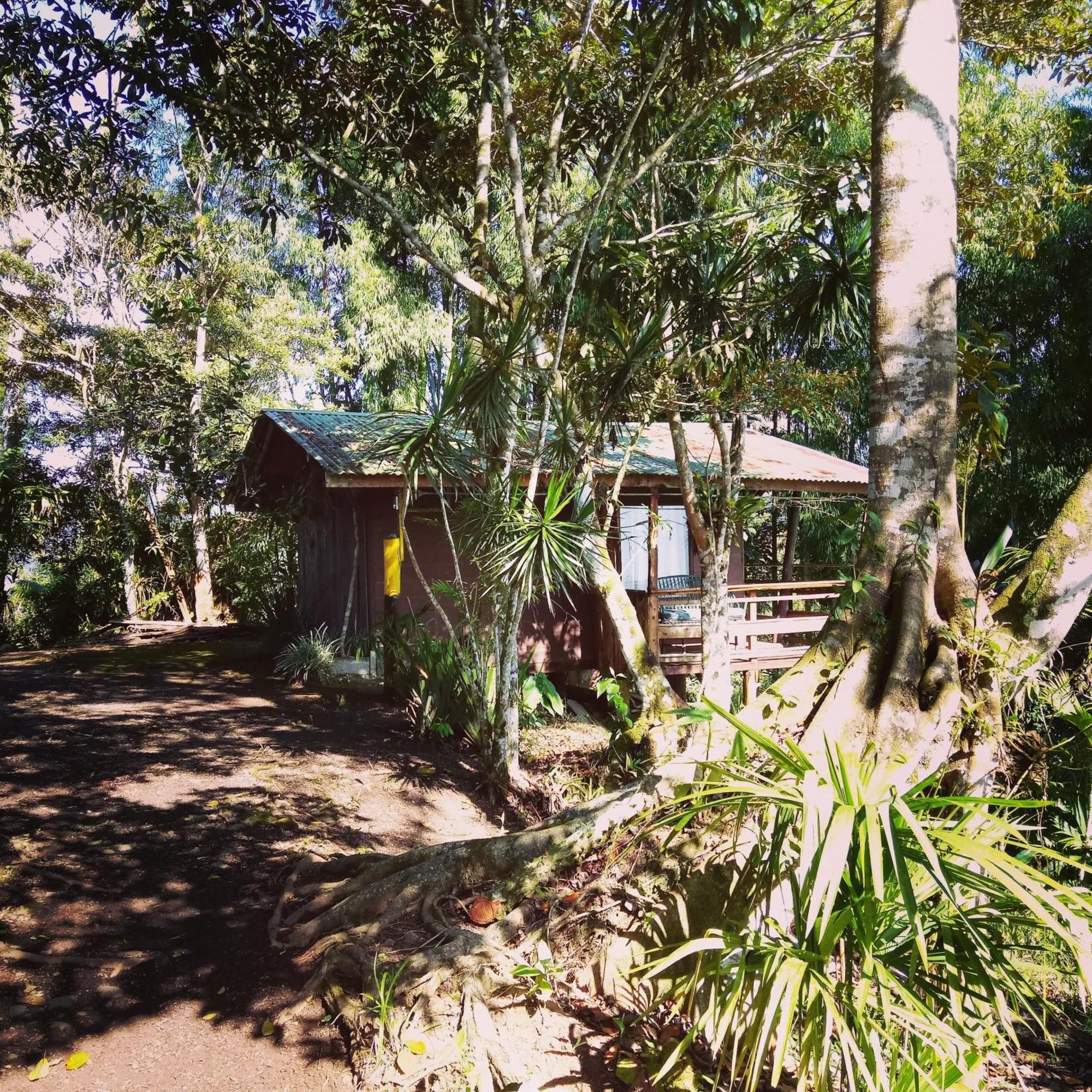 Pochotel Turrialba Bilik gambar